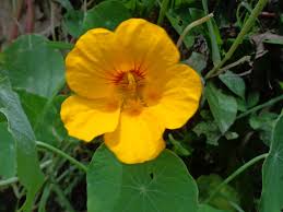 Image result for Tropaeolaceae