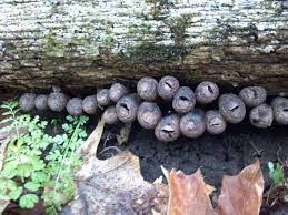 Dead man's fingers are fungi growing out of decaying wood —stumps or logs of dead, buried trees—that continue the decay process to rot wood. The Dead Man S Fingers Fungus Looks As Creepy As It Sounds And Here Are 6 Pics To Prove It Bored Panda