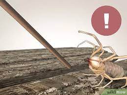 You must provide an escape proof enclosure, they can climb up glass and also bite through mesh. 4 Ways To Care For A Camel Spider Wikihow