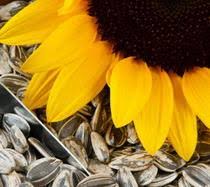 Minyak itu biasanya digunakan untuk kecantikan seperti perawatan wajah, rambut, dan kulit. Manfaat Minyak Bunga Matahari Untuk Kulit