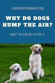 Helping 18,000+ shelters · 35% off first autoship · free returns Why Your Dog Is Humping The Air Everything Else