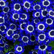 daisy plant seed à®•à¯à®•à®¾à®© à®ªà®Ÿ à®®à¯à®Ÿà®¿à®µà¯