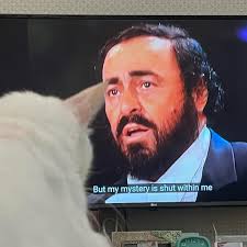 Cat chirping intensely at a Raven and Steller's jay This video documents  two separate encounters of my cat chattering at birds 1. Chirps in the  Rainforest 🌳 #rajaanddavid Bogachiel State Park, Washington,