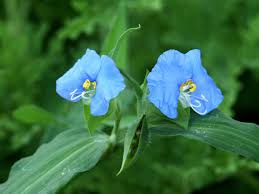 Image result for Commelina