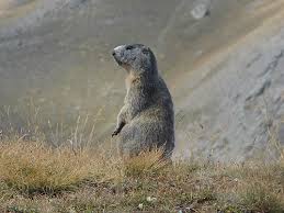 Check spelling or type a new query. Murmeltier Marmota Bergtier Alpentier