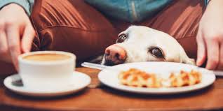 The hotel has a spa centre and hot tub, and guests can enjoy a meal at the onsite restaurant or a drink at. 17 Of The Best Dog Friendly Restaurants Bars And Breweries In Austin Tx Localpetcare Com