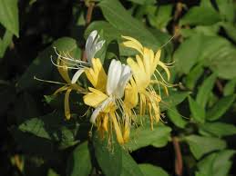 Image result for Lonicera confusa