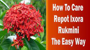 Ixora Care How To Care Grow And Re Pot Ixora Rukmini Rangan Plant Plant Care Plants Planting Herbs
