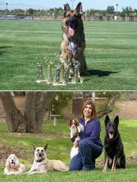 Experienced Pro Dog Training Rehabilitation Dog Training Dogs Dog Behavior