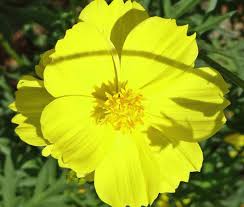 Image result for Cosmos sulphureus