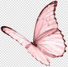 Pink Butterfly Transparent Background Png Clipart In 2021 Butterfly Background Pink Butterfly Butterfly Illustration