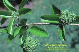 Image result for Strychnos innocua