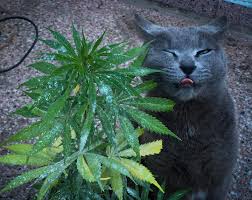 cat #gato #cats #catlover #catlife #catsofinstagram #minino #maconha  #marihuana #hierba #herb #maria #weed #420 #mota #weedingphotography  #weeding #animals #animais #echesortu #rosario #santafe #argentina #drugs  #drugstoreskincare