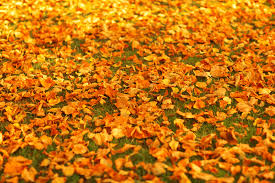 If you know synonyms for on the ground, then you can share it or put your rating in listed similar words. Autumn Leaves On The Ground Free Stock Photo Public Domain Pictures