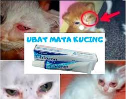 Anak kucing baru lahir cirit birit. Ubat Cirit Birit Kucing