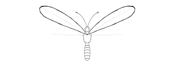 Sketsa kupu kupu adalah salah satu gambar dasar dini yang belum jadi, umumnya ia digoreskan dengan menggunakan media pensil dan sejenisnya. Bagaimana Menggambar Kupu Kupu Tahap Demi Tahap