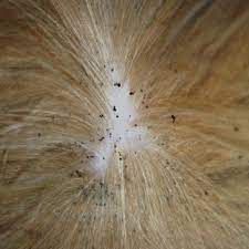 What do flea eggs look 2. Flea Dirt Everything You Need To Know Pestseek
