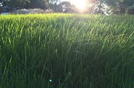 Check spelling or type a new query. How To Care For Your Hydroseeded Lawn Best Hydroseeding Springfield Joplin Kansas City Top Turf