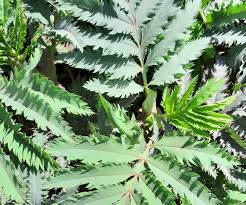 Image result for Melianthus