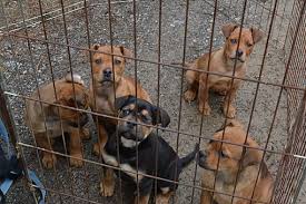 Lancaster puppies has boxers for sale! Freedom Pa Boxer Meet Boxer Rottie Mix Pups A Pet For Adoption
