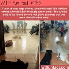 Stray Dogs Show Up To A Funeral Of A Woman That Cared Of Them Wtf Fun Fact Pets Datos Curiosos Hechos Aleatorios Datos Interesantes