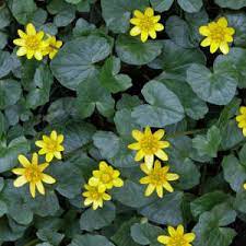 Genere di piante erbacee di medie dimensioni, da resistenti a delicate, con fiori gialli molto accesi. Fiori Gialli Flora Spontanea