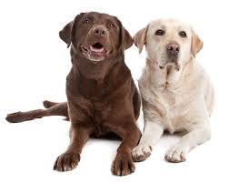 A brain tumor may sound like a scary, even devastating possibility. Dog Brain Tumor Natural Treatment Ask Ariel