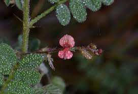 Image result for Indigofera colutea