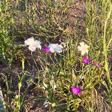 Image result for Agrostemma