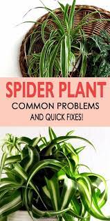 Spider Plant Common Problems And Easy Fixes Plants Plant Care Houseplant Spider Plants