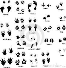 Wild Animal Footprints Animal Tracks With Front And Rear