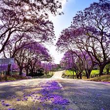 Jacaranda Trees Australia Travel Brisbane Gold Coast