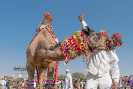 Stunning fireworks along with the glittering lights make the desert area of bikaner look no less than a. Bikaner Camel Festival Fotojoys