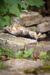 Essbare Pilze Im Garten Zuchten So Legt Man Ein Pilz Beet Im Garten An Pilze Im Garten Pilze Zuchten Essbare Pilze
