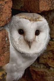 Dream Interpretation Of The Owl The Owl Could Be A Animal Spirit Guide Offering You Insight About A Moment Of Transition Since This Tote Owl Owl Pictures Owl Photos