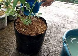 Setek mawar bisa ditanam menjadi bunga baru yang cantik dan subur. Tips Memberikan Pupuk Bunga Mawar Dalam Pot