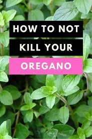 Oregano is very hardy and the. Oregano How To Care For This Amazing Aromatic Herb