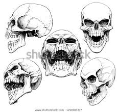 Set Skulls Fangs Stokovye Izobrazheniya V Hd I Milliony Drugih Stokovyh Fotografij Illyustraci Skull Drawing Sketches Skulls Drawing Skull Artwork Illustrations