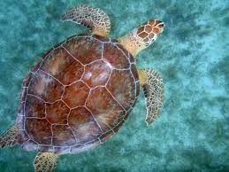 Hawksbill turtles are found throughout the tropical waters of the atlantic, pacific, and indian oceans. Saw A Green Sea Turtle Similar To This One Munching While Cruising Up A Wall Reef In Bali Sea Turtle Facts Sea Turtle Watercolor Sea Turtle Pictures