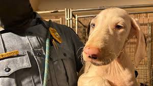 If you are looking for puppies for sale or a particular stud dog in your area you can also check our puppies for sale and stud dog sections we provide a free lising service for great dane breeders to advertise their puppies in charlotte, durham, greensboro, raleigh, wilmington and anywhere else in north carolina. 40 Puppies Dogs Rabbits Rescued From Basement Cages Wfmynews2 Com