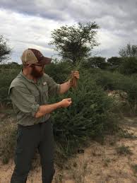 Image result for Pogonarthria