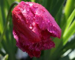 Robert Craddock Obituary (2012)