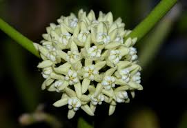 Image result for Cynanchum viminale