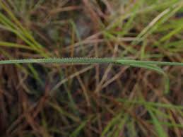 Image result for Scleria hispidula