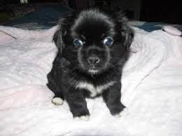 Black And White Maltese Chihuahua Mix Pekingese Chihuahua Puppies Pekichi M F 8 Wks Pekingese Puppies Chihuahua Puppies Puppies