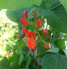 Image result for Phaseolus coccineus