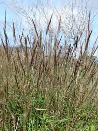 Image result for Melinis minutiflora