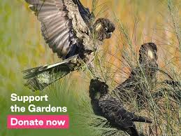 Image result for Brillantaisia cicatricosa