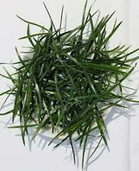 Image result for Asparagus racemosus