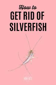Silverfish is a member of the bristletails. How To Get Rid Of Silverfish Naturally Get Rid Of Silverfish Silverfish How To Get Rid